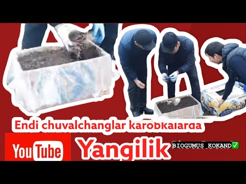 Video: Konchilar boshpanasida qayta tug'ilganingizda nima bo'ladi?