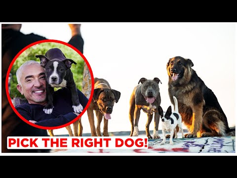 Video: Cara Pilih Puppy Who's Right for You