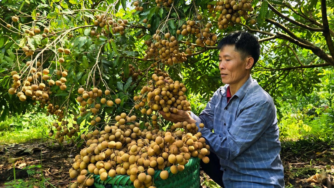 Vietnam Farm Life: Harvest, Market Selling & Animal Care in the Countryside | Solo Survival