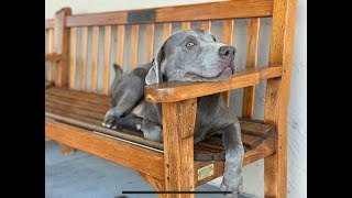 Cullen  8 Month Old Silver Lab  Dog Training Omaha Nebraska