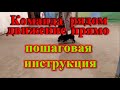 Команда рядом движение прямо с остановкой на примере щенка цвергшнауцера