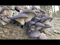 รวมเก็บเห็ดสวยๆทั้งฤดู มีเห็ดนางรม ขอนสีน้ำผึ้ง เห็ดผึ้ง Mushrooms Last season#เก็บเห็ดอังกฤษ