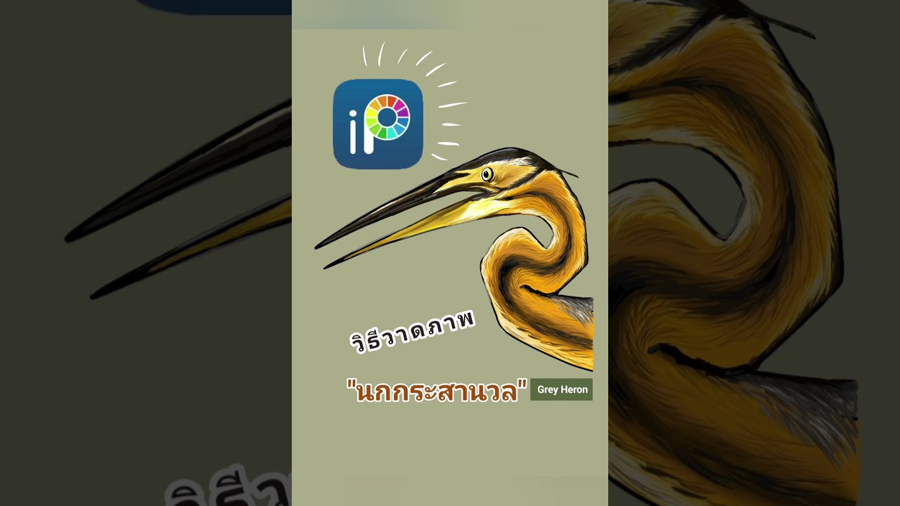 Stork