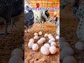 মুরগিকে দ্রুত ডিমে আনার কৌশল। #মুরগিপালন #chicken #jahiragrofarming #agriculture #animals #youtube