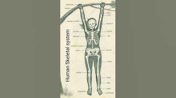 Human Skeletal system.
