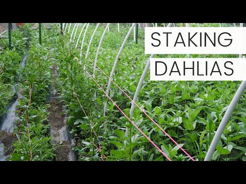วีดีโอ: ประสบความสำเร็จในการปลูก Dahlias ที่งดงาม พื้นฐาน