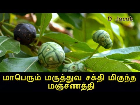 மாபெரும் மருத்துவ சக்தி மிகுந்த மஞ்சணத்தி