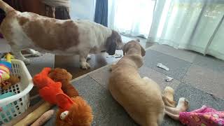 Max君＆Apollo君のドタバタ日記　Vo.4 by Basset Hound MAX君 とLabrador RetrieverのApollo君。 141 views 8 months ago 5 minutes, 6 seconds