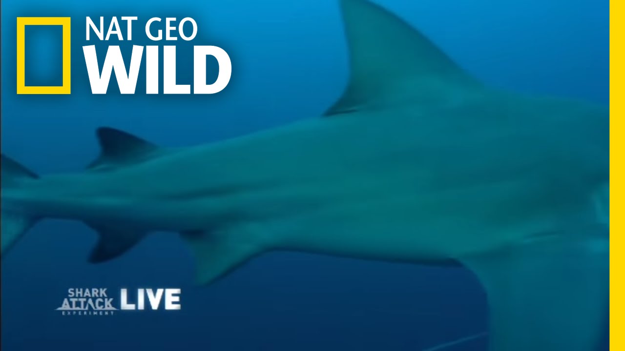 nat geo wild logo Facing Her Fears | Shark Attack Experiment Live!