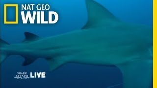 Facing Her Fears | Shark Attack Experiment Live!