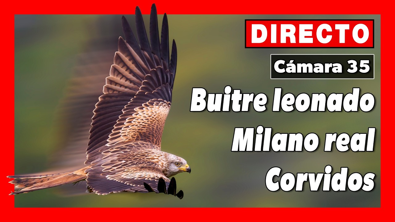 Live webcam view of Comedero de Milano Real en Directo