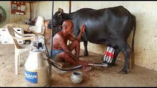 Buffalo Milking Machine