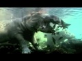 Mzima Hippos