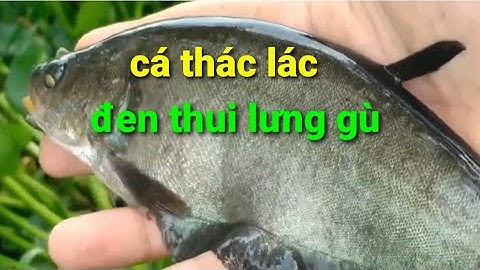 câu cá thác lác hầm hoang  trúng bầy cá già đen thui @TAMCARO