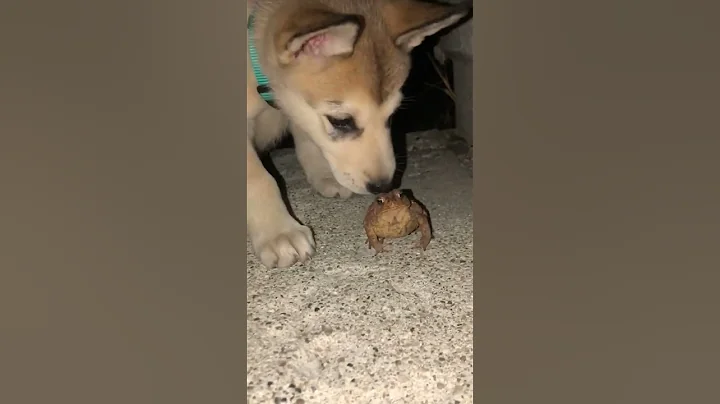 wait for it 😳 (no toads were harmed) #shorts #puppy #shepsky #huskypuppy #frogs