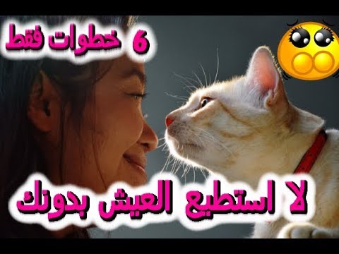 فيديو: كيف تجعل قطتك سعيدة