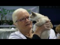 Burmese Cat Club. Coventry 2017 の動画、YouTube動画。