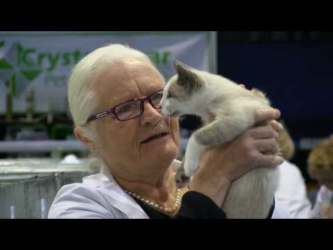 Video: 5 Nakakatuwang Katotohanan Tungkol Sa Burmese Cat