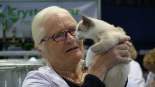 Burmese Cat Club. Coventry 2017