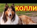 Собака Колли   все характеристики породы