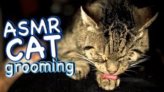 ASMR Cat  Grooming #18