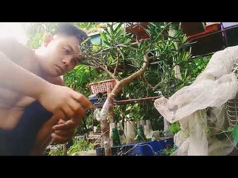How to bend bonsai with straight & thick trunk.?easy ticnique..poducarpus bonsai materials.