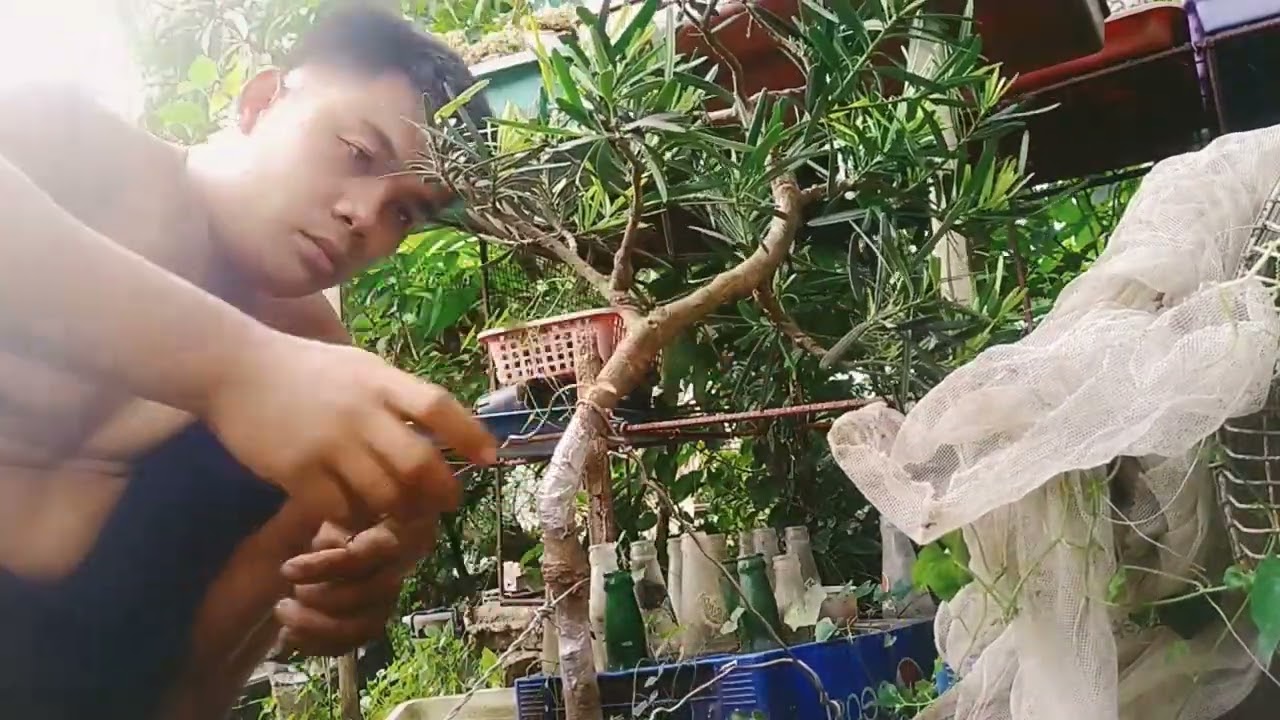 How to bend bonsai with straight & thick trunk.?easy ticnique..poducarpus bonsai materials.