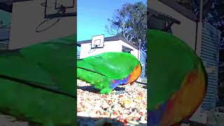 Birdfeeder SpyCam | Lorikeet Pair 4 | #shorts #parrot #birds