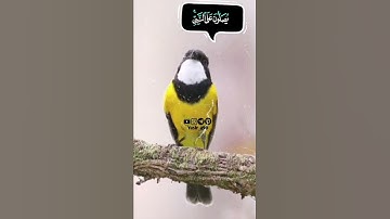 صلوا على خير البشر  ﷺ ان الله وملائكته يصلون على النبي  القارئ يوسف عثمان