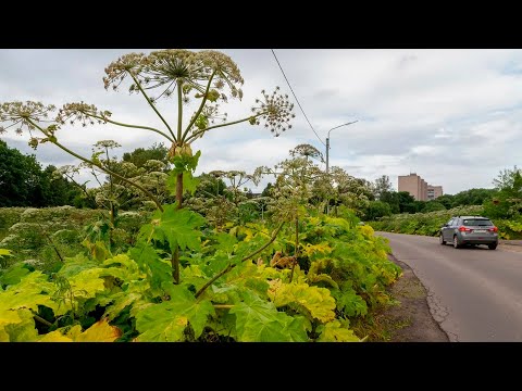 Ядовитый борщевик захватил 5,5 тысячи гектаров земли в Ленинградской области