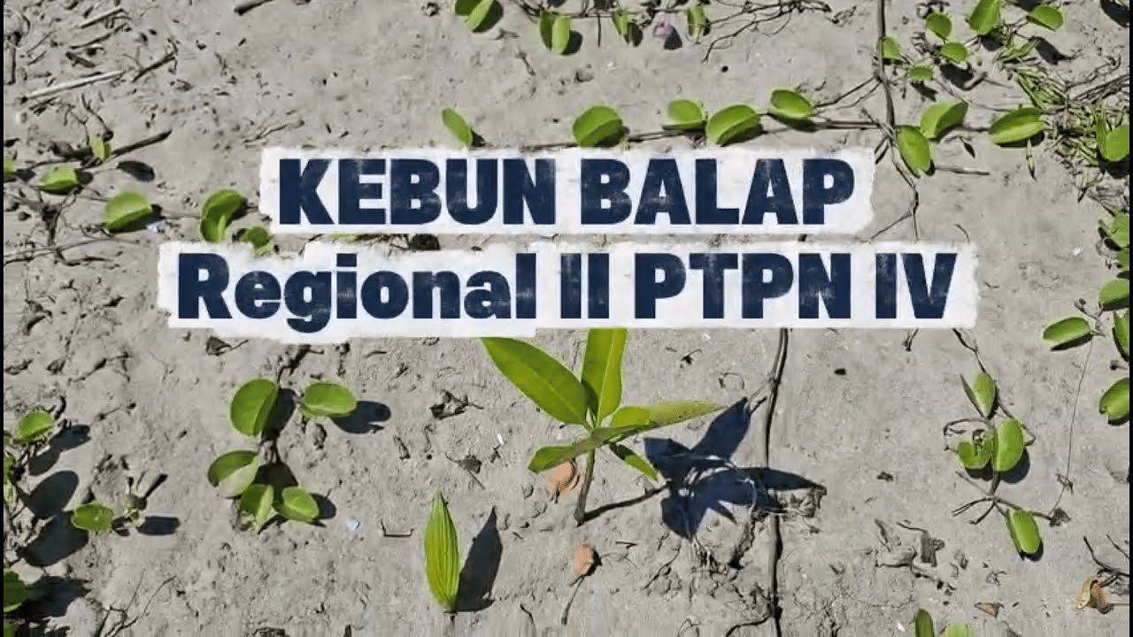 CULTURE BOOSTER KEBUN BALAP TOPIK RISK CULTURE BY FACKRURROZI