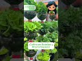 Cultiva en Botellas Recicladas | Huerto Fácil y Económico en Casa