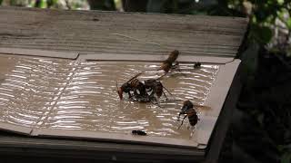 Intelligent trap for catching giant hornets. Full version.