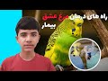 بیماری های مرغ عشق و راه های درمان قطعی آنها  مرغ عشق