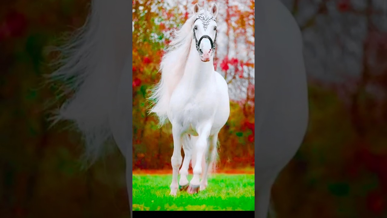 horse ๐ด๐ photo editing background ๐คฉ.||#horse #short #viral #photo #growth #editing