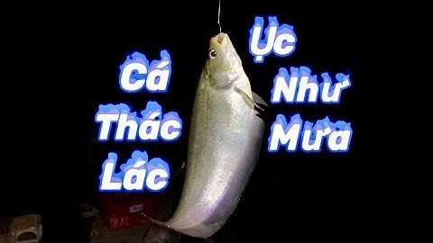 Câu Cá Ban Đêm , Cá Thác Lác Đớp Móng Như Mưa S67 ( Night fishing )