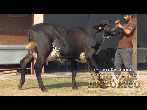 LOTE 50 • 5º LEILÃO TRIO VALE HISTÓRIO   BERÇO DO GIROLANDO   1902BY