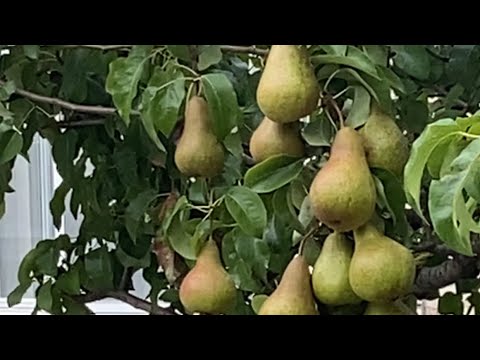 Video: Comice Pear Trees – Comice Pear Trees -kasvava päärynät kotipuutarhassa