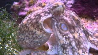 Mr. Octopus breathing