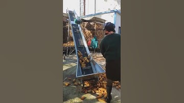Corn cob conveyor, conveying corn cobs, corncobs, loading, stocking, height adjustable