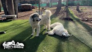 アラン似か？いまいち甘さが残り指導しきれないベルです　Great Pyrenees　グレートピレニーズ
