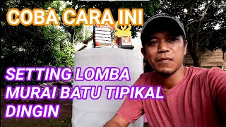 Cara Setting Lomba Murai Batu Tipe Dingin