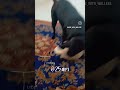 Playing with my black beauty 🖤🐕