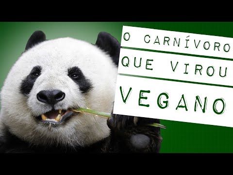 Vídeo: As florestas de bambu sobreviverão onde os pandas vivem?