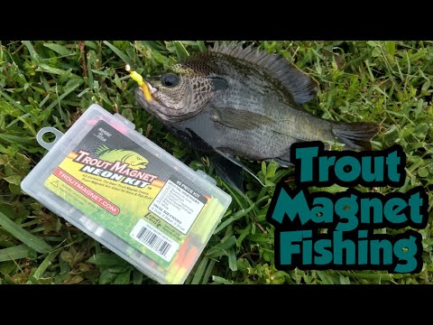 Bluegills, Largemouths, and Cichlids on the Trout Magnet 