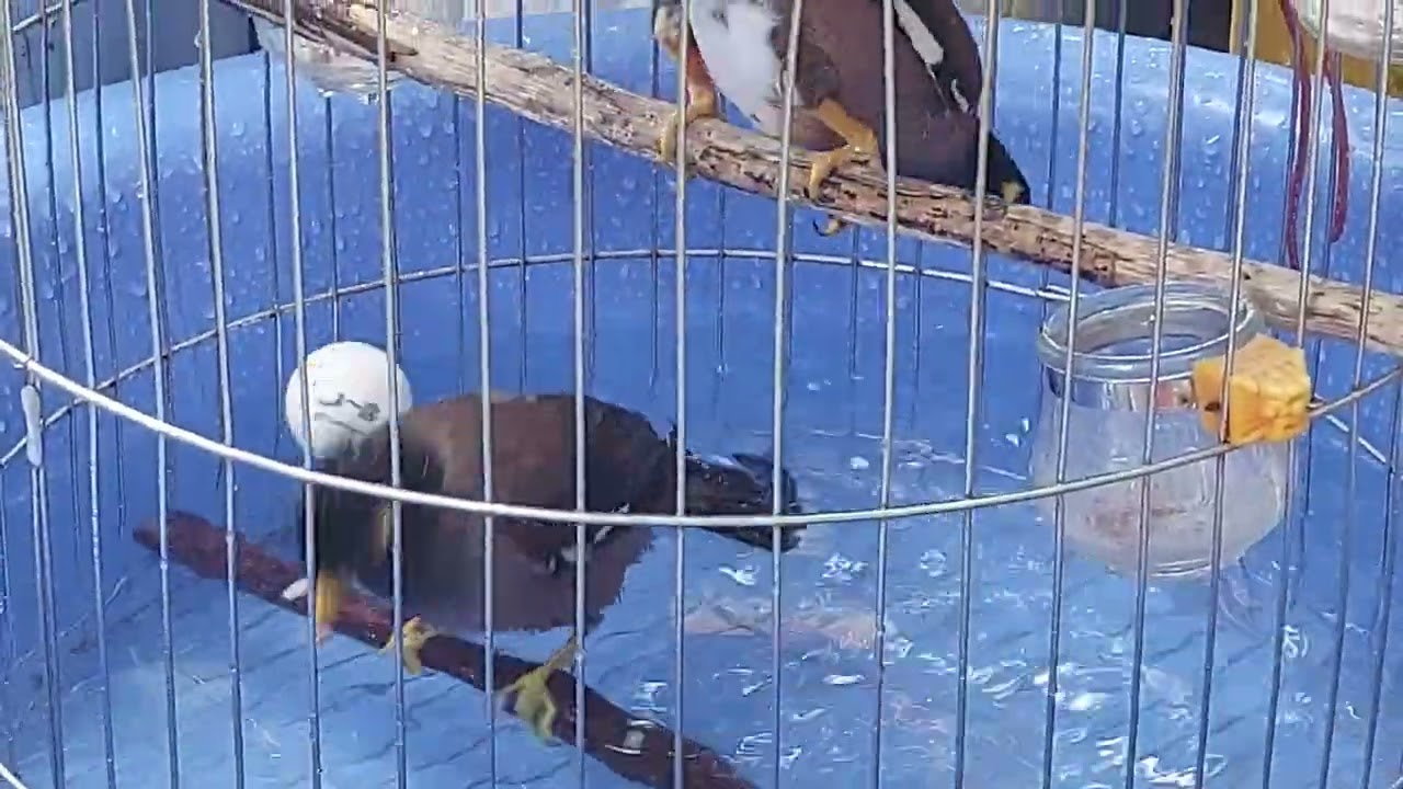 Chim Sáo Được Tắm Vào Những Ngày Thời Tiết Oi Bức.