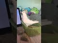 Pet pigeon forgets he can fly