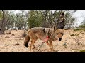 Coyote dirt naps bowhunting predators part1