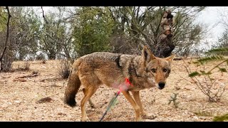 Coyote Dirt Naps, Bowhunting Predators, Part1