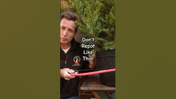Avoid killing your bonsai when repotting nursery stock.